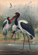 Load image into Gallery viewer, The Saddle-billed Stork, by Joseph Wolf, circa 1856-1867