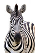 Load image into Gallery viewer, Zebra Photography Wall Art Print