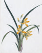 Load image into Gallery viewer, Color Ink Drawing Depicting Orchid With Yellow Flowers And Long Green Fronds