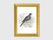Load image into Gallery viewer, Pigeon Vintage Engraved Illustration Print