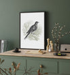 Load image into Gallery viewer, Pigeon Vintage Engraved Illustration Print