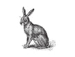 Load image into Gallery viewer, Rabbit Vintage Engraved Illustration Print