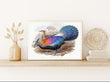 Load image into Gallery viewer, Chinese Monal Pheasant, by John Gould, circa 1969