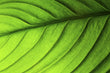 Load image into Gallery viewer, Abstract Macro Green Leaf Wall Art Print