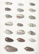 Load image into Gallery viewer, Twenty Tropical Shells, by Johann Gustav Hoch, circa 1726-1779