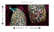 Load image into Gallery viewer, Antique Chinoiserie peacock purple peel and stick wallpaper