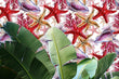 Load image into Gallery viewer, Starfish Wallpaper, Tropical Wallpaper, Coastal Wallpaper, Pink Beach Seashell Wallpaper, Peel & Stick Wallpaper, Fabric Wallpaper