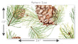 Load image into Gallery viewer, Autumn Fall Woodland Forest Branches and Pine Cones Peel and Stick and Traditional Wallpaper