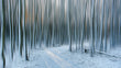 Load image into Gallery viewer, Forest of Snow Samsung Frame TV Digital Art