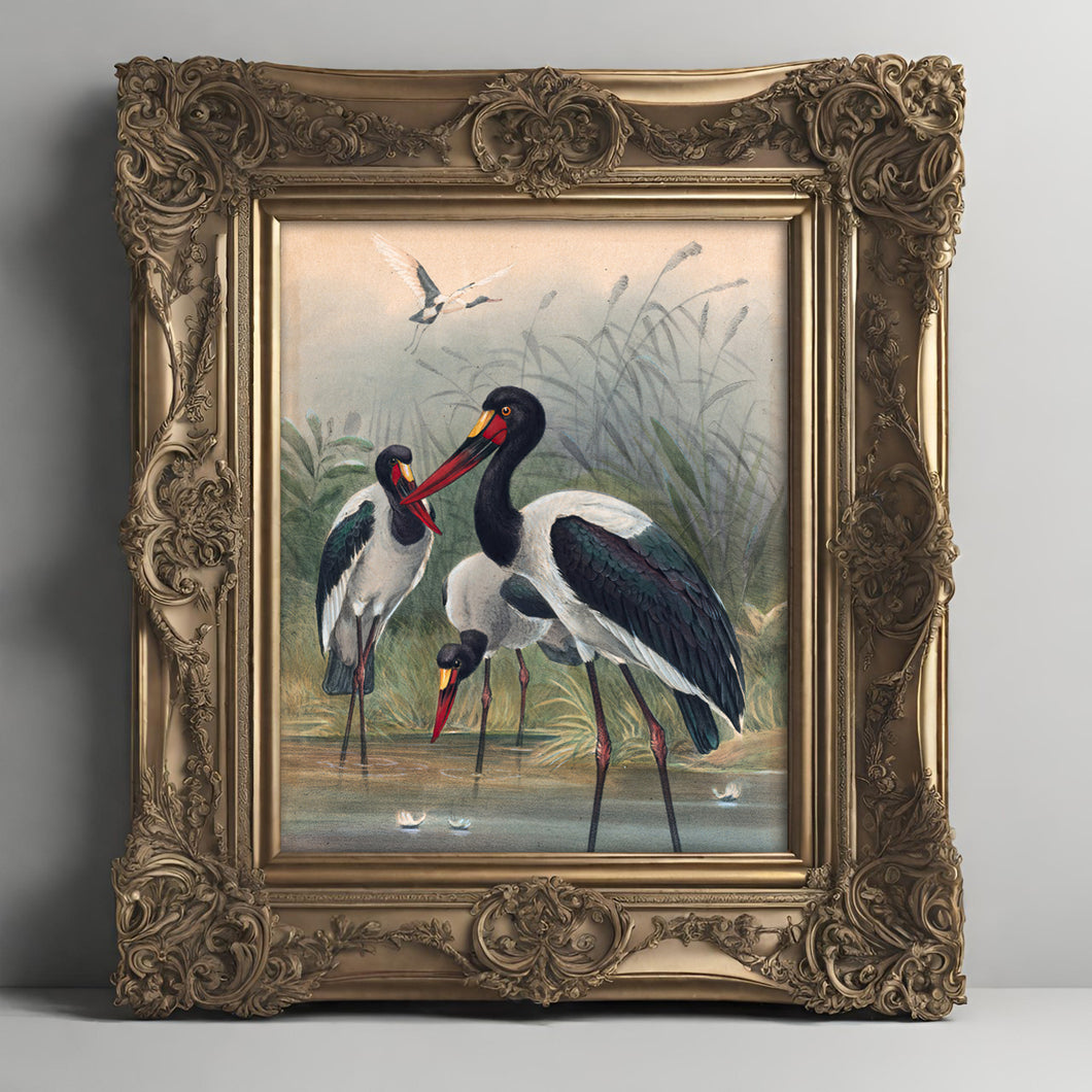 The Saddle-billed Stork, by Joseph Wolf, circa 1856-1867