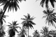 Load image into Gallery viewer, Tropical Palm Trees Photograph Wall Art Print
