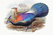 Load image into Gallery viewer, Chinese Monal Pheasant, by John Gould, circa 1969
