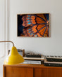 Load image into Gallery viewer, Detailed Butterfly Photograph Wall Art Print
