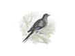 Load image into Gallery viewer, Pigeon Vintage Engraved Illustration Print
