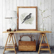 Load image into Gallery viewer, Pigeon Vintage Engraved Illustration Print
