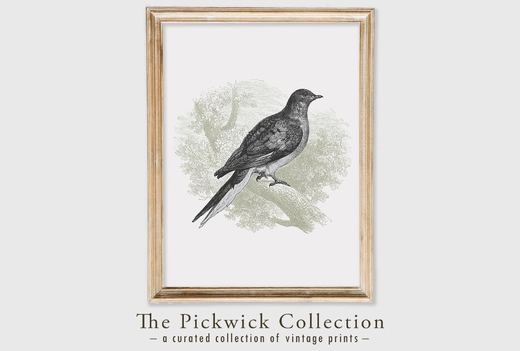 Pigeon Vintage Engraved Illustration Print