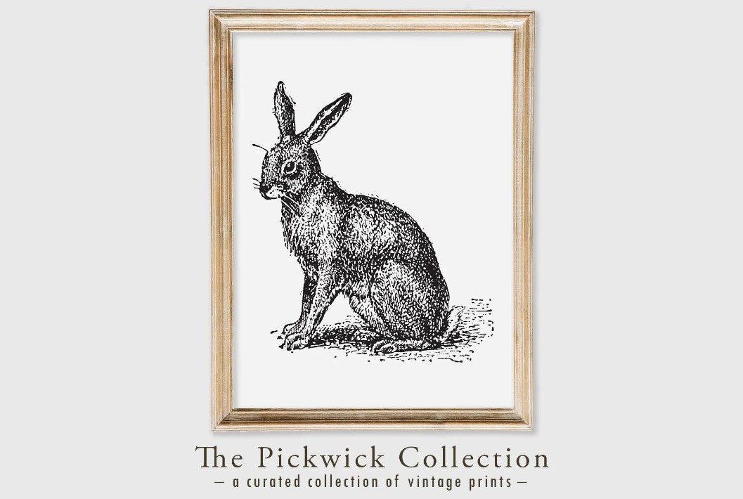 Rabbit Vintage Engraved Illustration Print