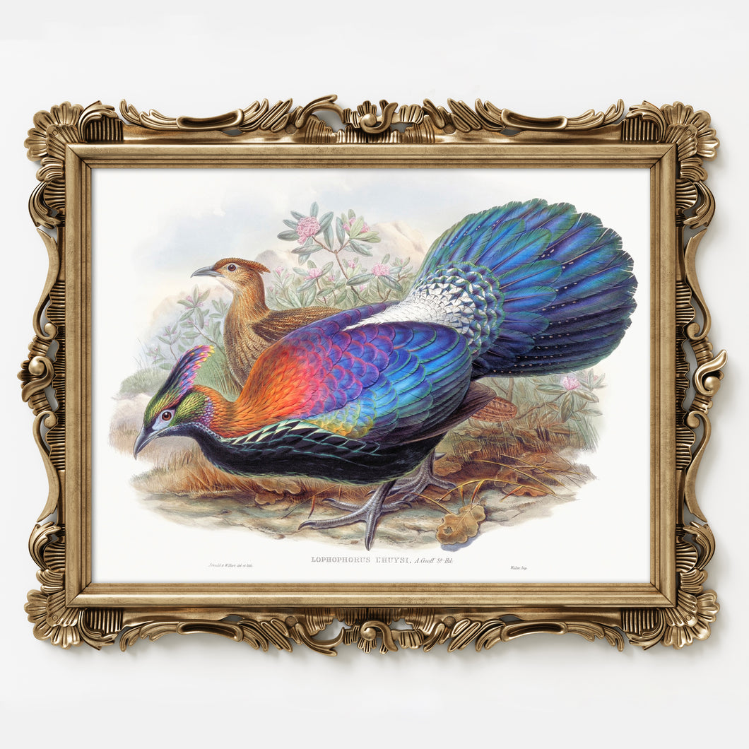 Chinese Monal Pheasant, by John Gould, circa 1969