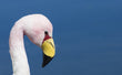Load image into Gallery viewer, Pink Flamingo Photograph Wall Art Print
