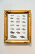 Load image into Gallery viewer, Twenty Tropical Shells, by Johann Gustav Hoch, circa 1726-1779
