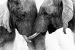 Load image into Gallery viewer, Majestic Elephants Embracing Photograph Wall Art Print

