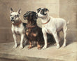 Load image into Gallery viewer, Three Watchful Dogs, by Carl Reichert, circa 1918
