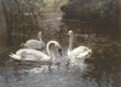 Load image into Gallery viewer, White Swans, by Jan Van Essen, circa 1908
