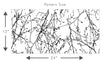 Load image into Gallery viewer, Botanical bare branches black and white peel and stick wallpaper
