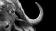 Load image into Gallery viewer, Black and White Cape Buffalo Samsung Fame TV Digital Art
