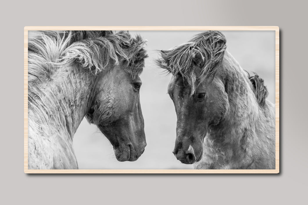 Black and White Horses Samsung Frame TV Digital Art