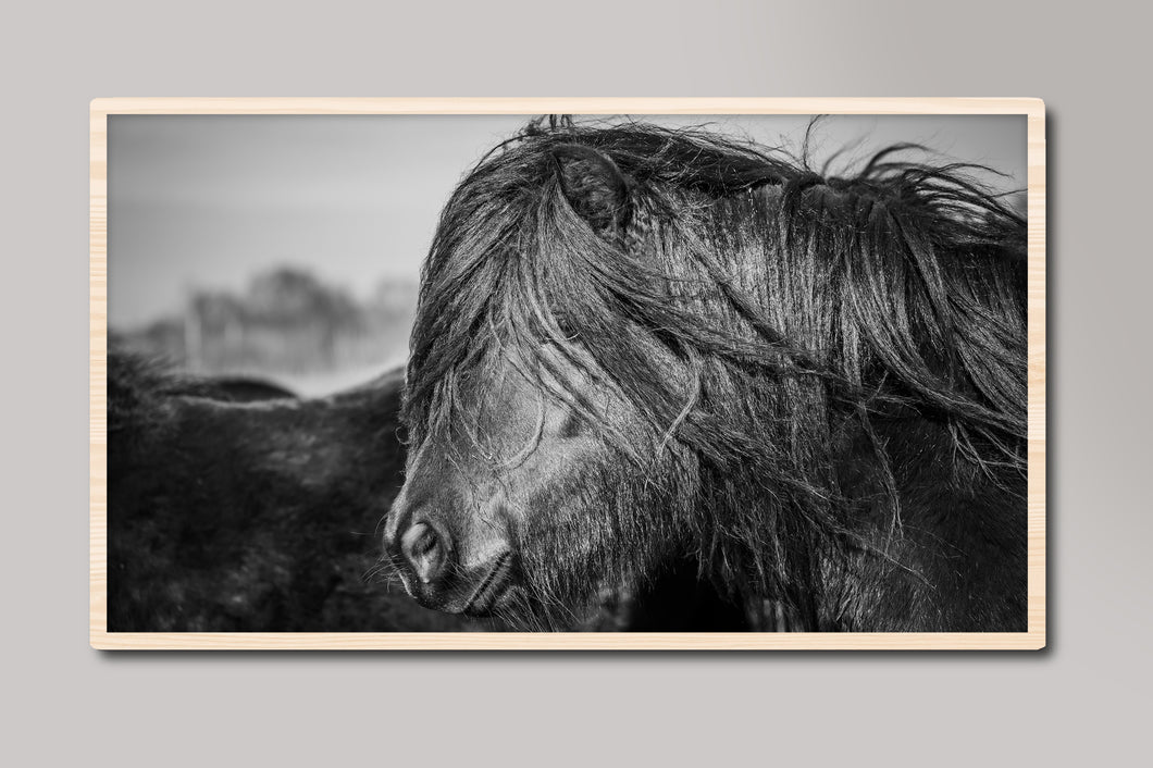 Black and White Shetland Pony Photograph Samsung Frame TV Digital Art
