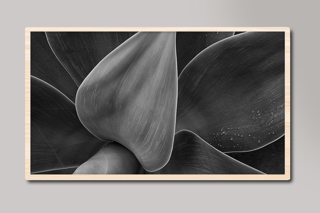 Black and White Botanical Samsung Frame TV Digital Art
